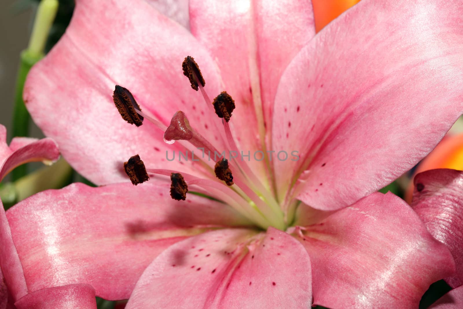 pin lily flower detail