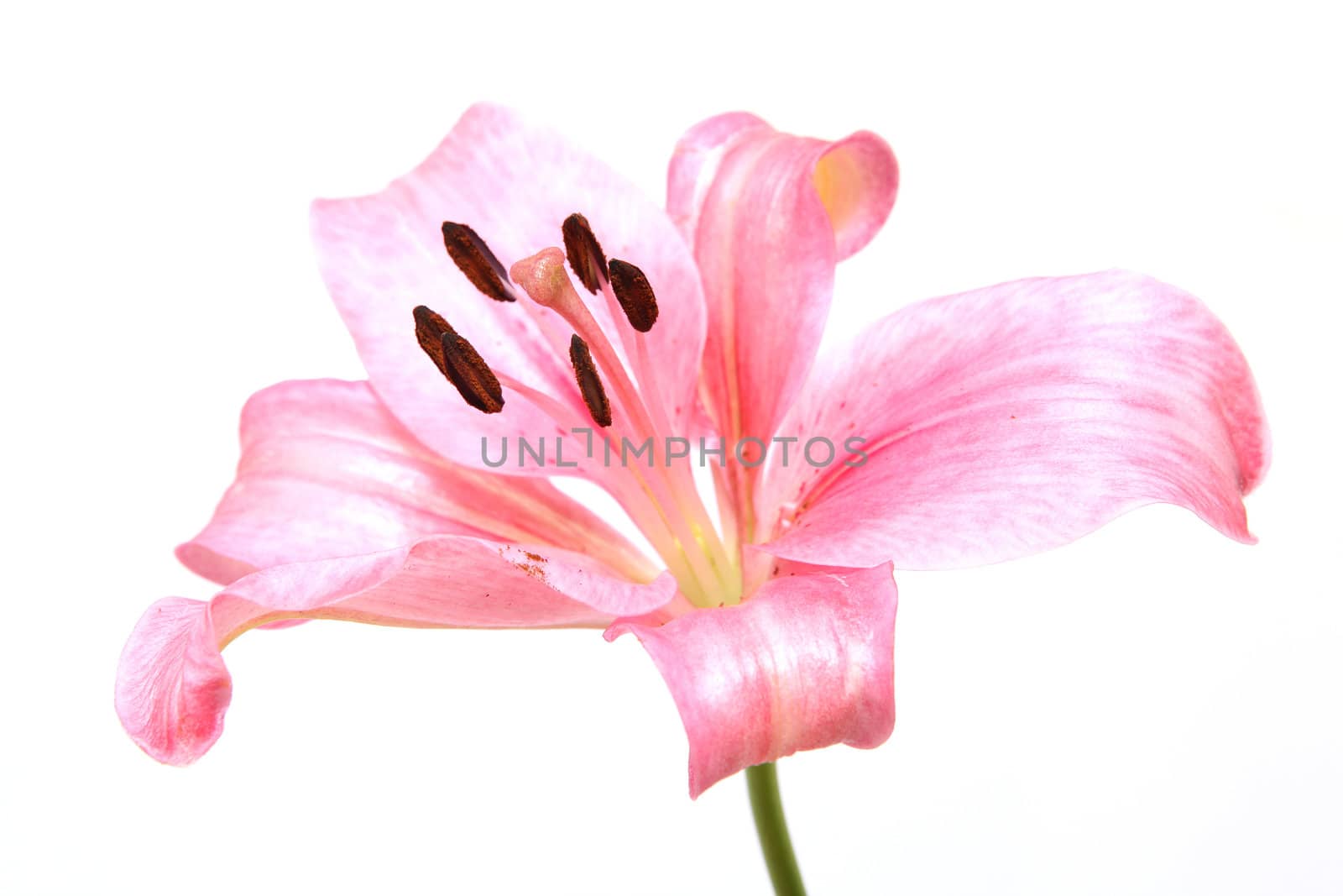 pink lily flower ioslated on white background closeup