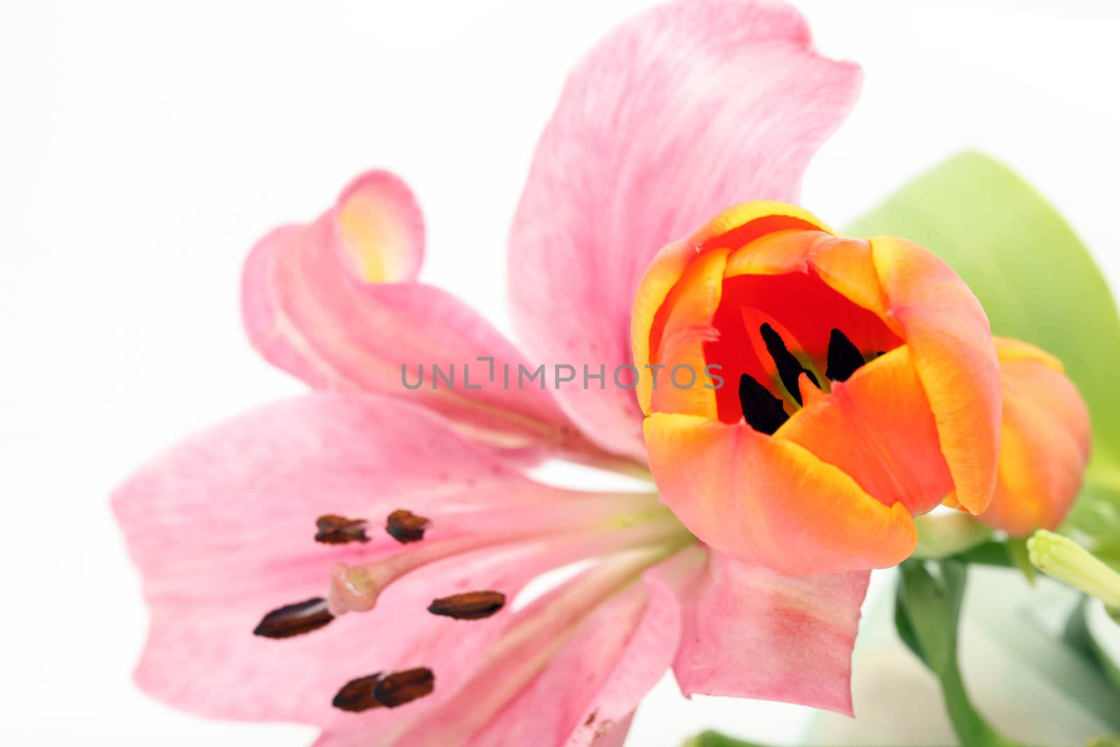 lily and tulip flowers closeup isolated on white background