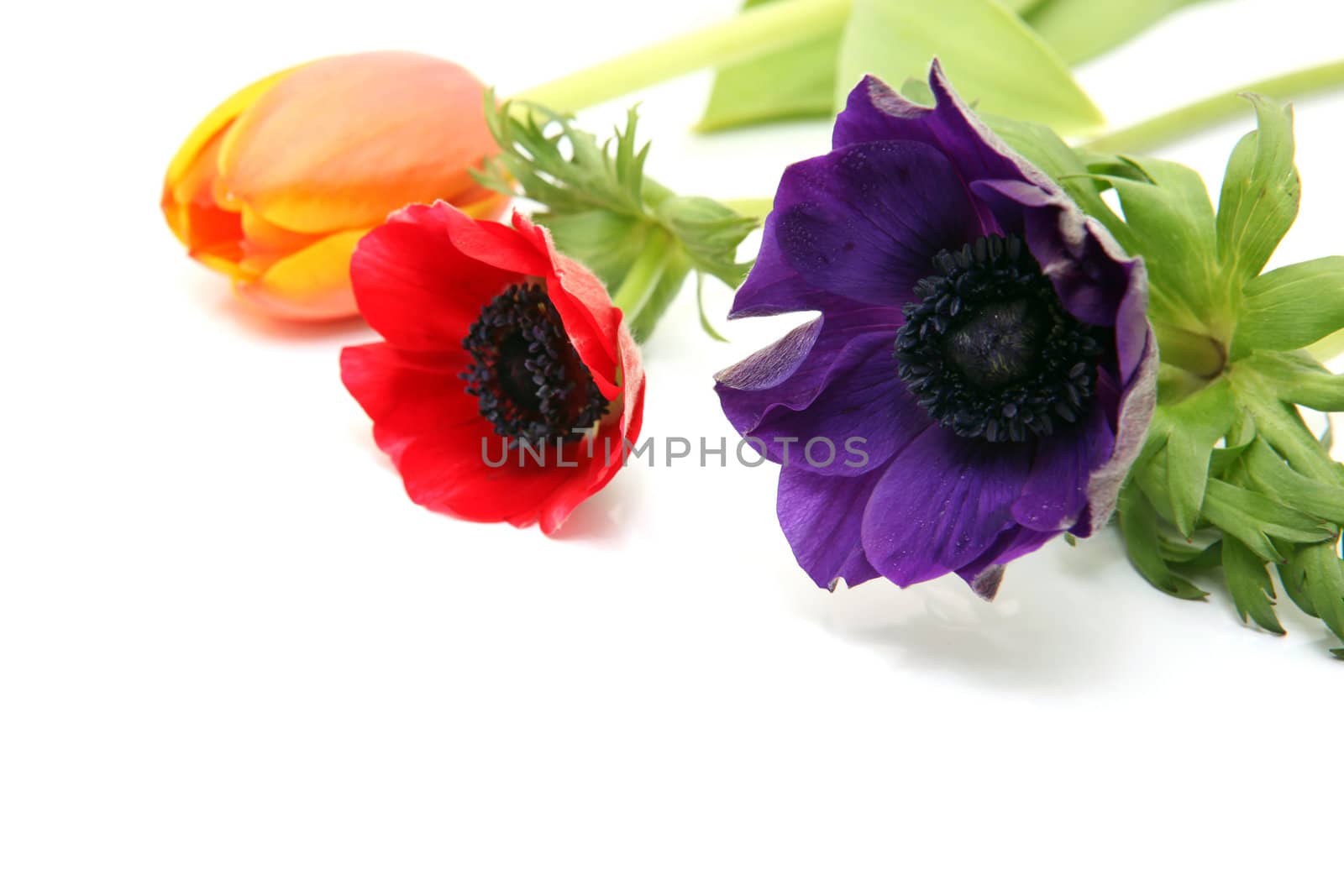 three flowers purple red and orange isolated on white background