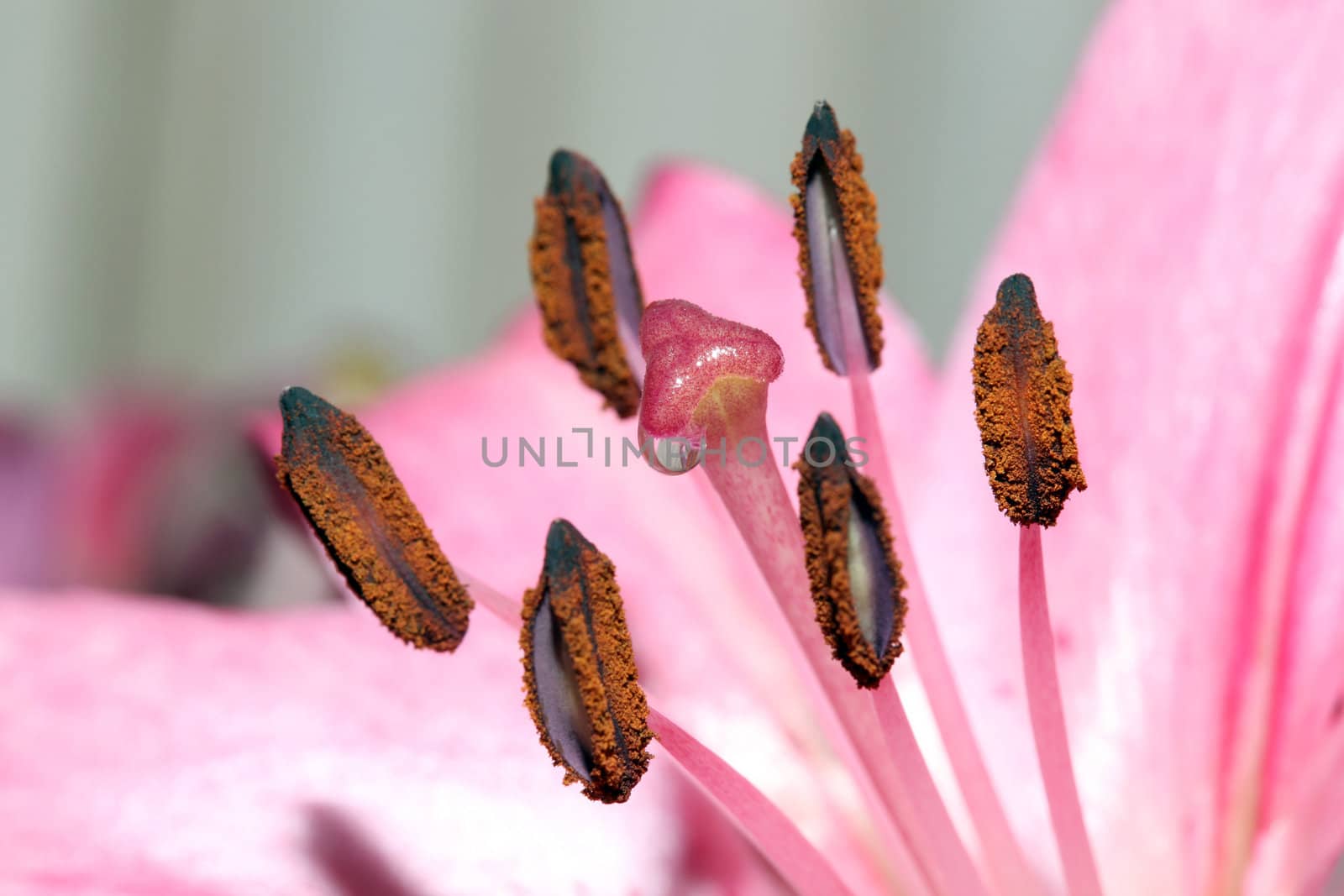 water drop on lily flower stem closeup detail