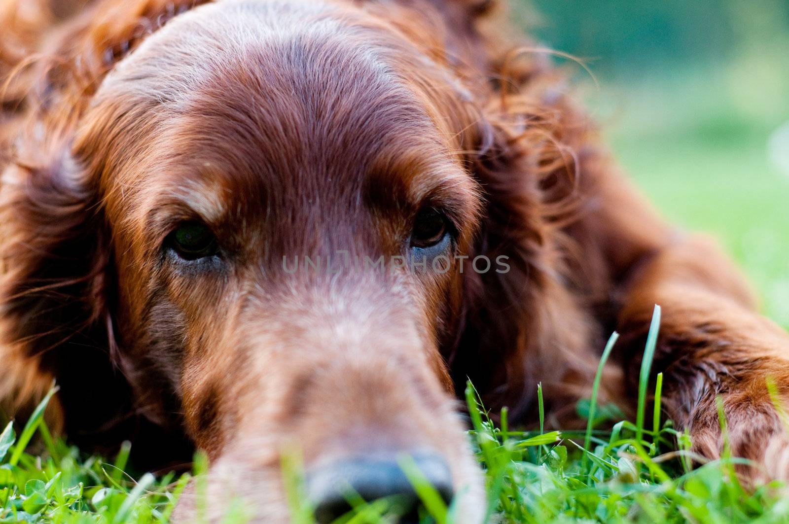 Shot of cute irish setter and green background