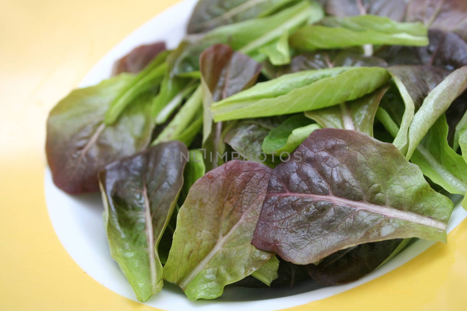 red fieldsalad