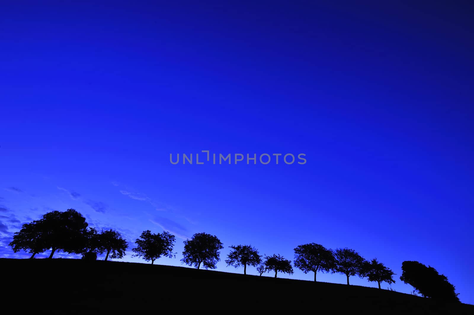 A hillside at dawn, with a line of silhouetted trees under a clear, deep blue, sky.