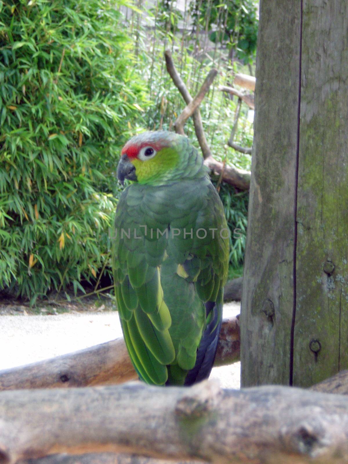 parrot bird in wildlife