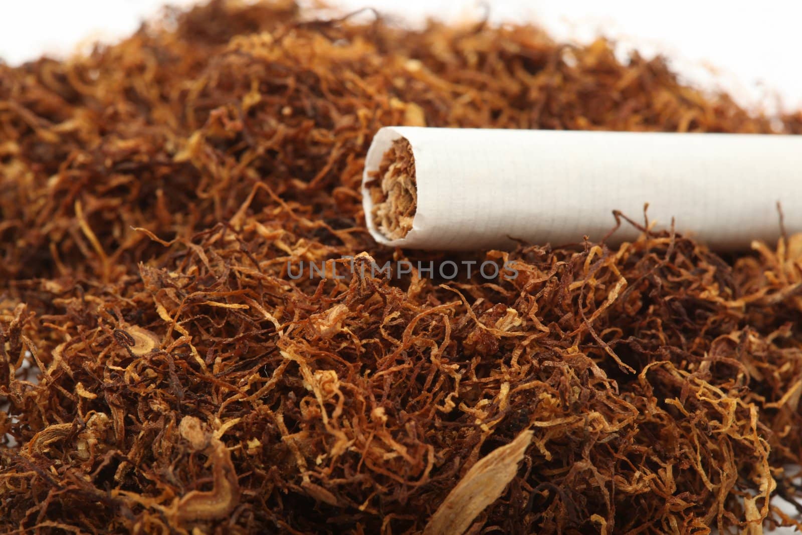 cigarette detail on tobacco crop background