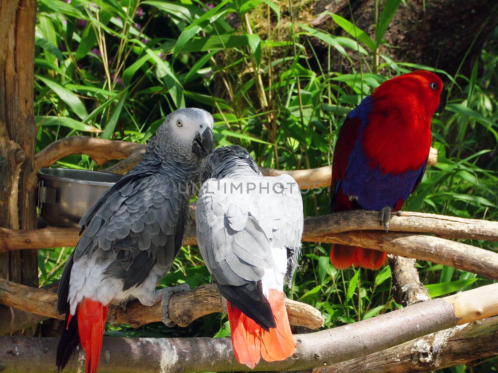 parrot bird in wildlife