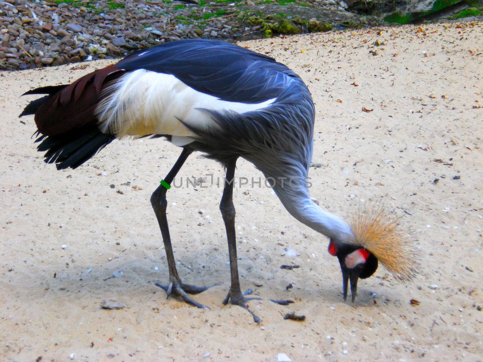 wild crane in natur