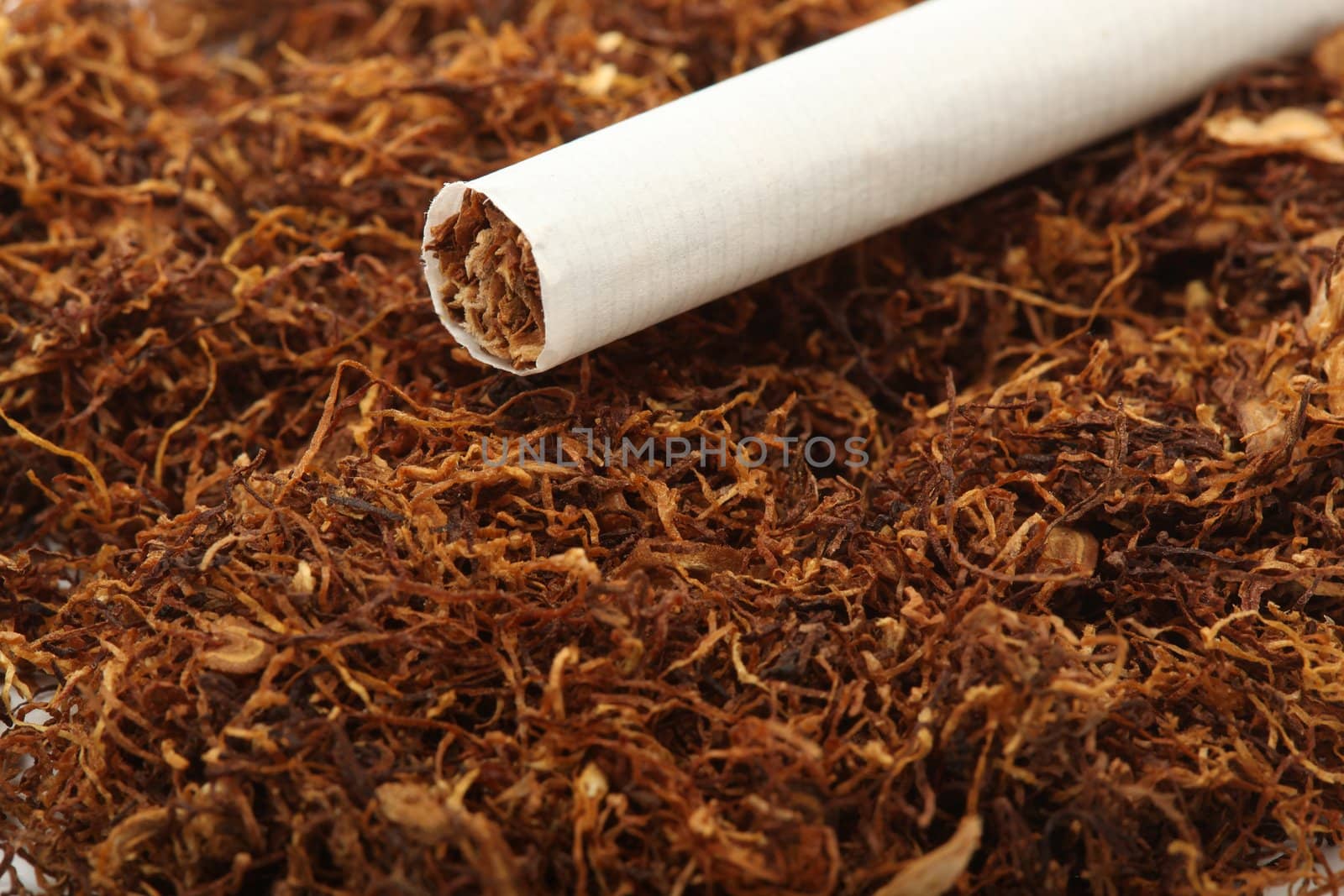 cigarette detail on tobacco crop background