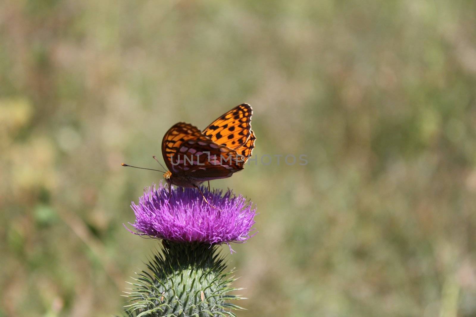 butterfly orange and black