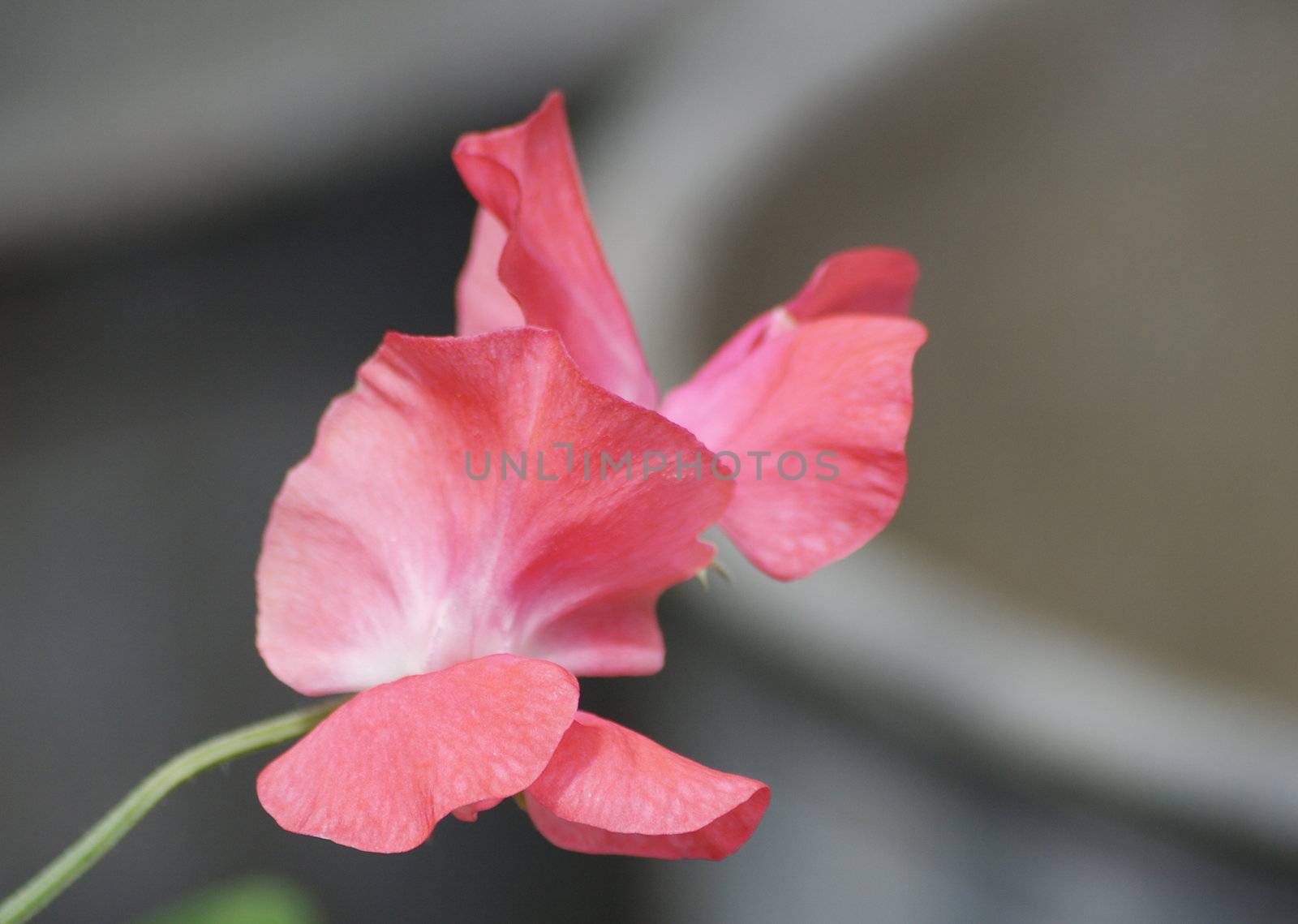 macro shot of a dellicate sweetpea flower