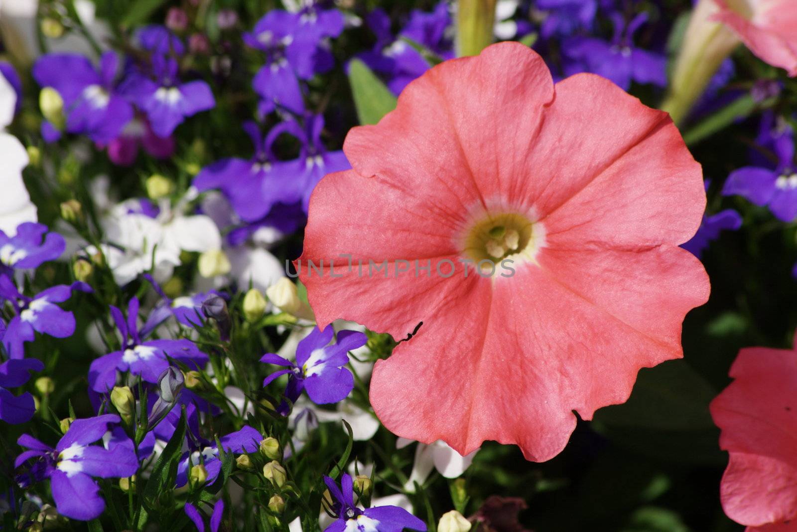 pink petunia flower growing on the plant against a background of blue and white lobelia