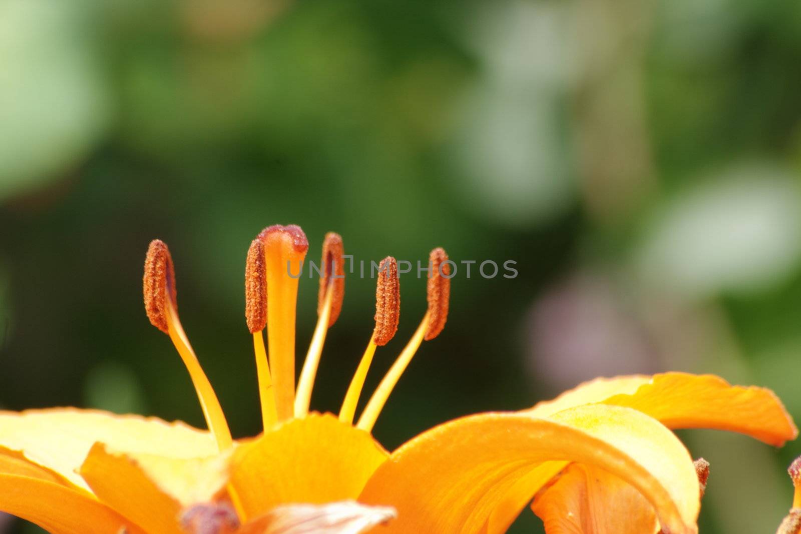orange lily by leafy
