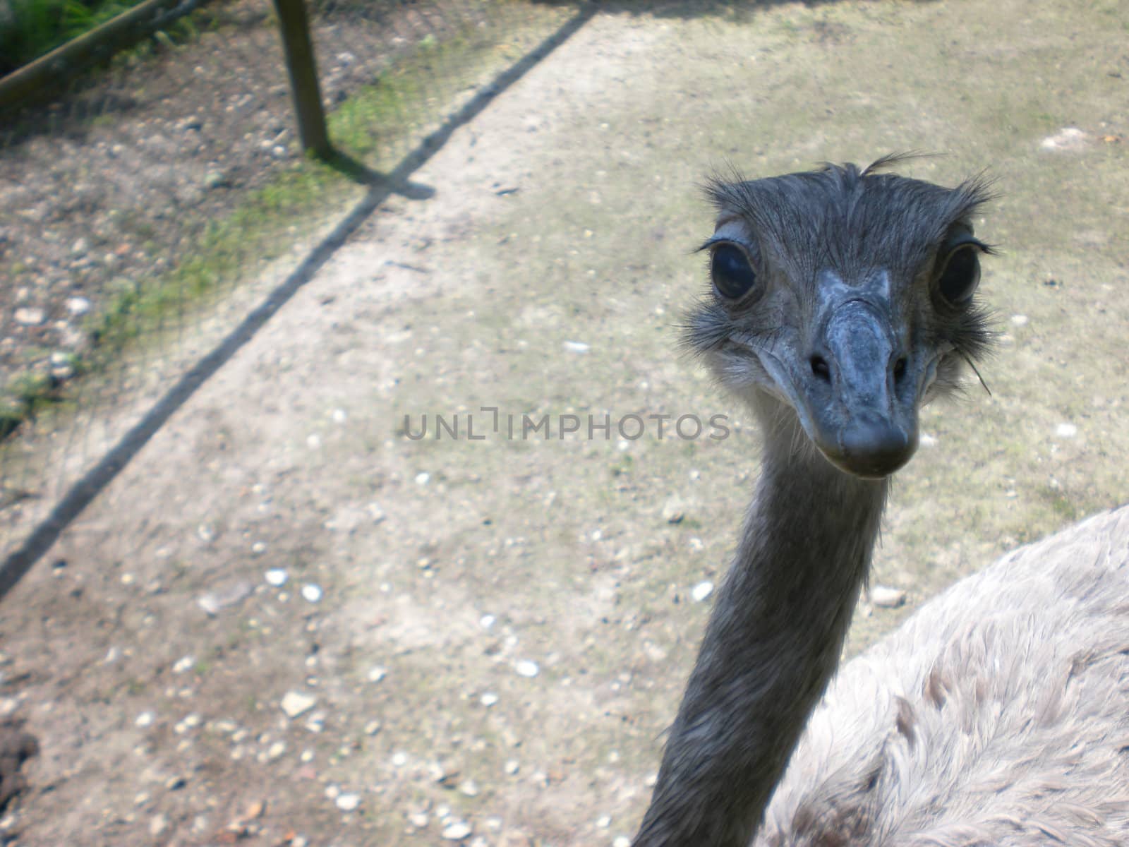 ostrich emu by karpinsk