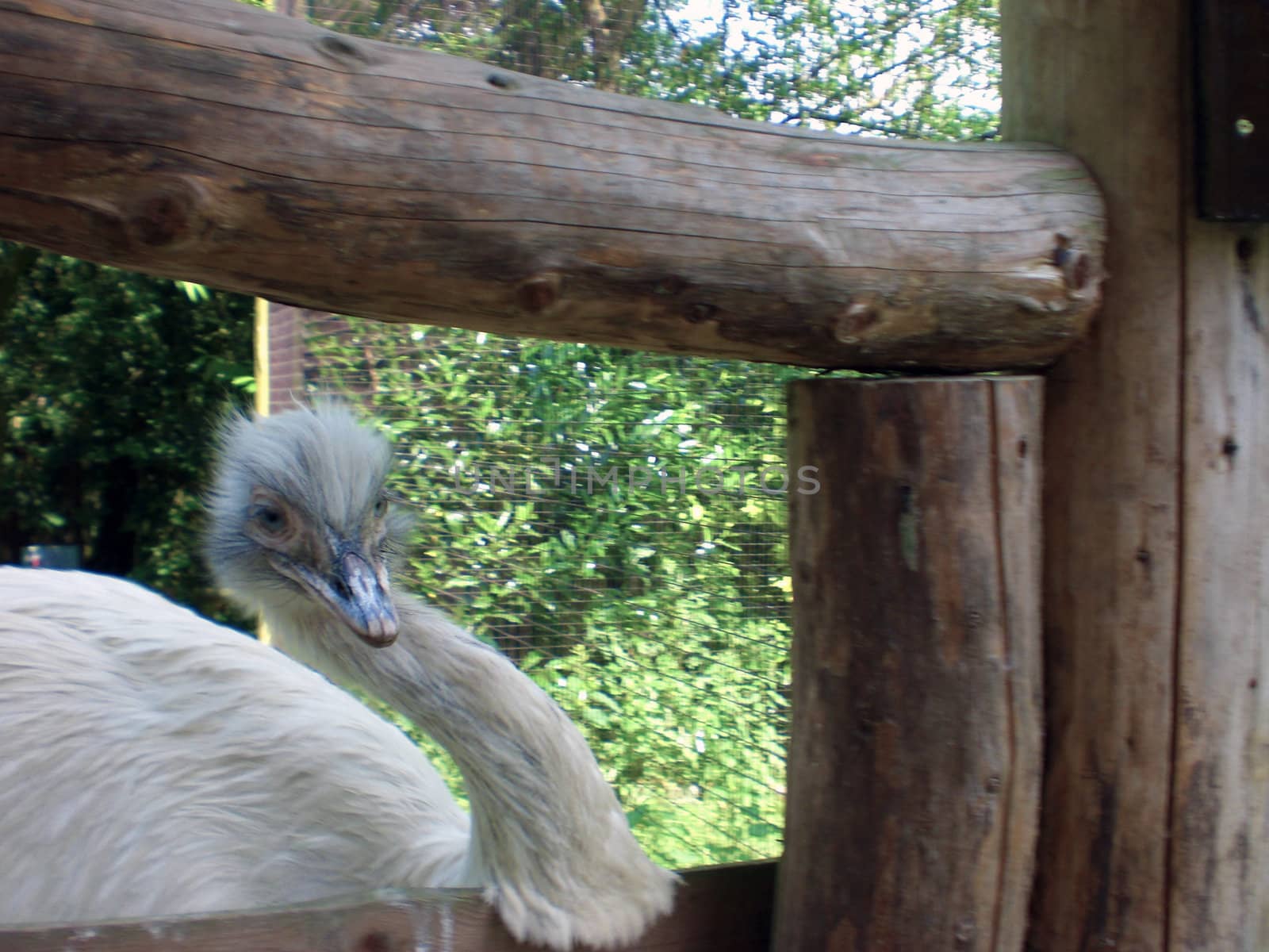 ostrich emu by karpinsk