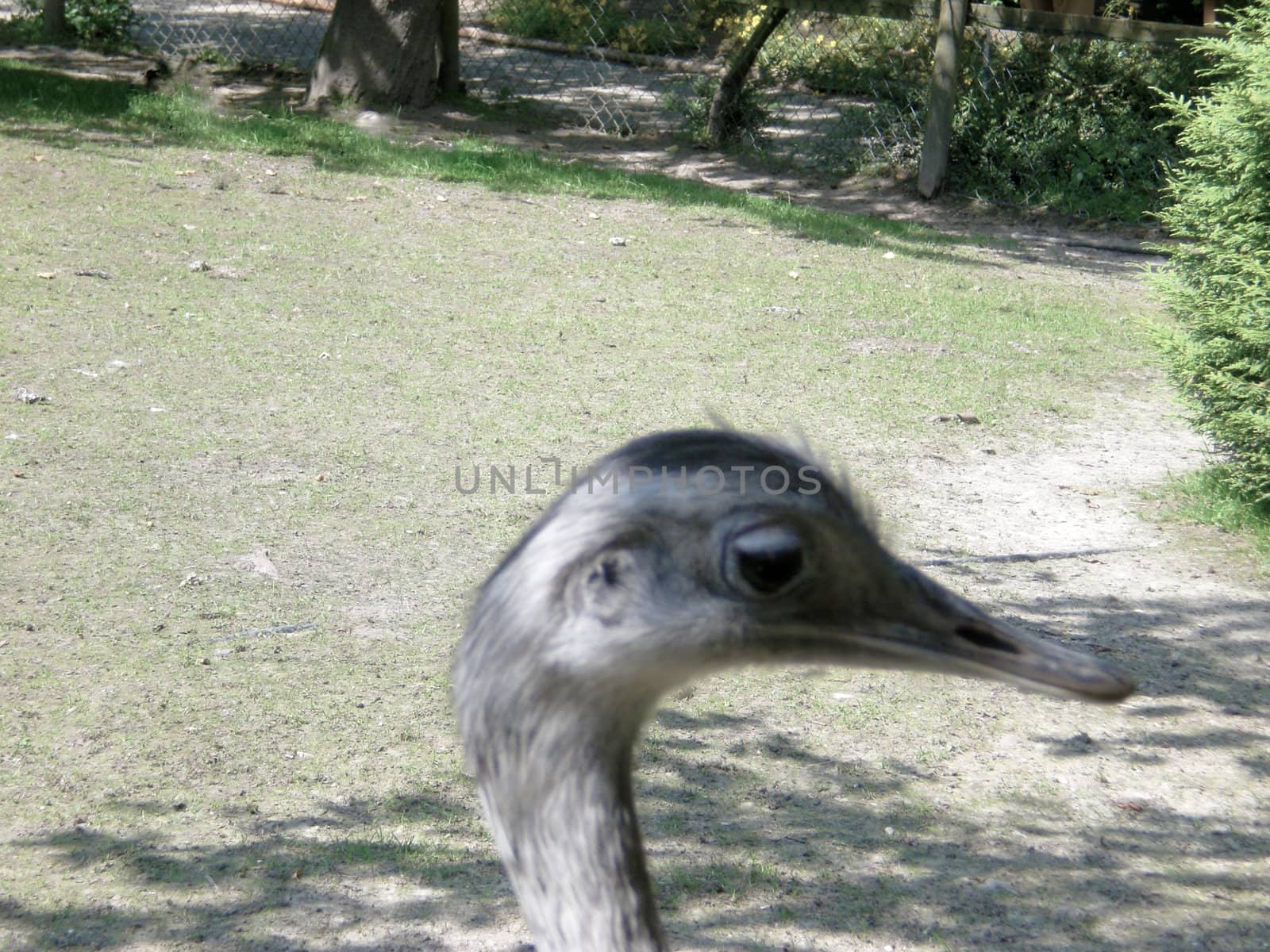 ostrich emu by karpinsk