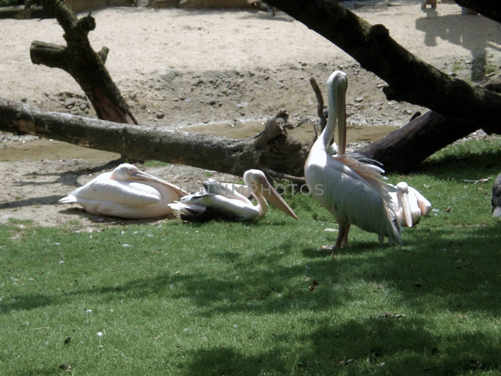 pelicans by karpinsk