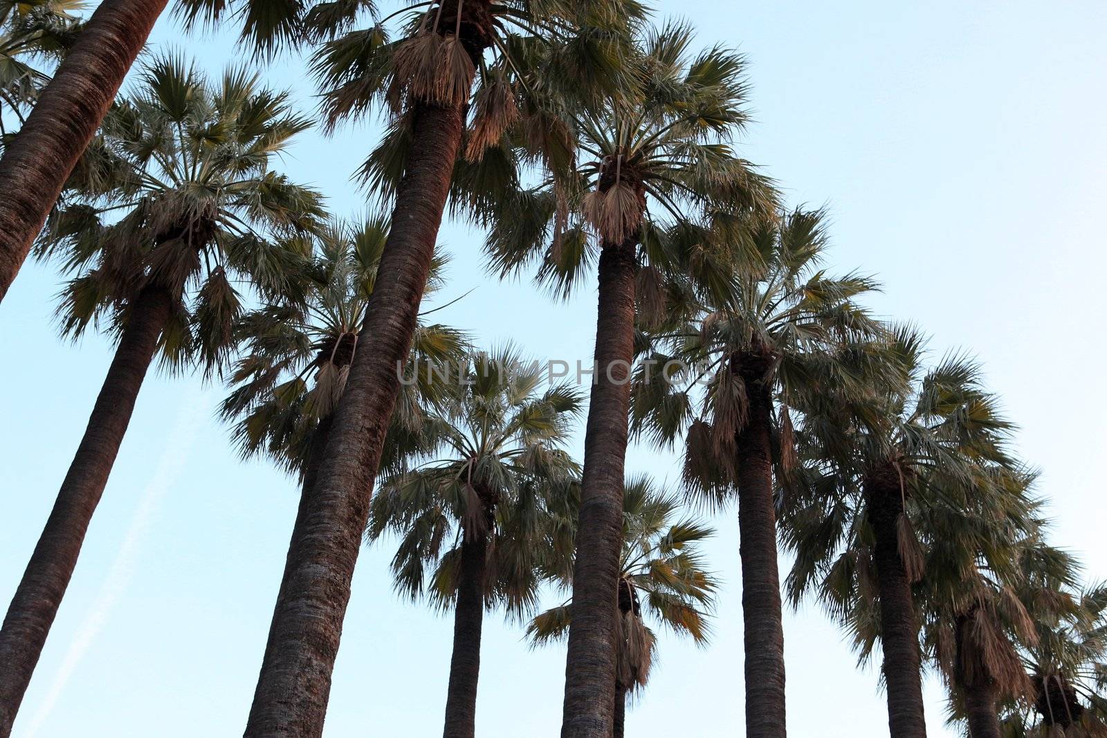 very high palm trees 