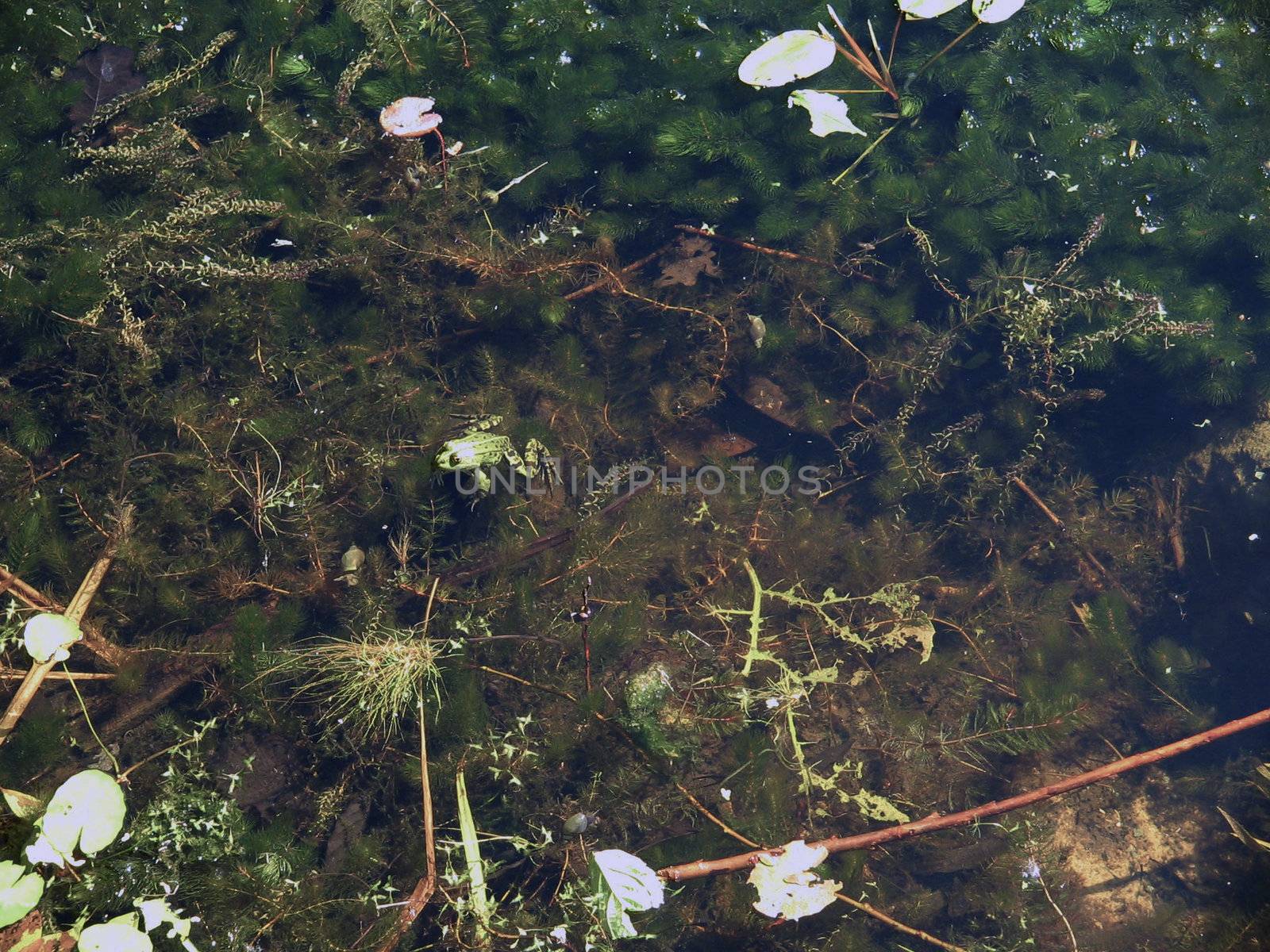 Frog in a bog,small frog