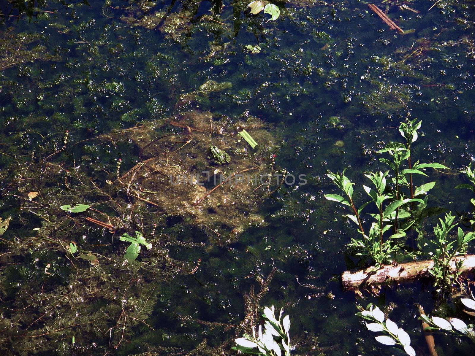 Frog in a bog,small frog