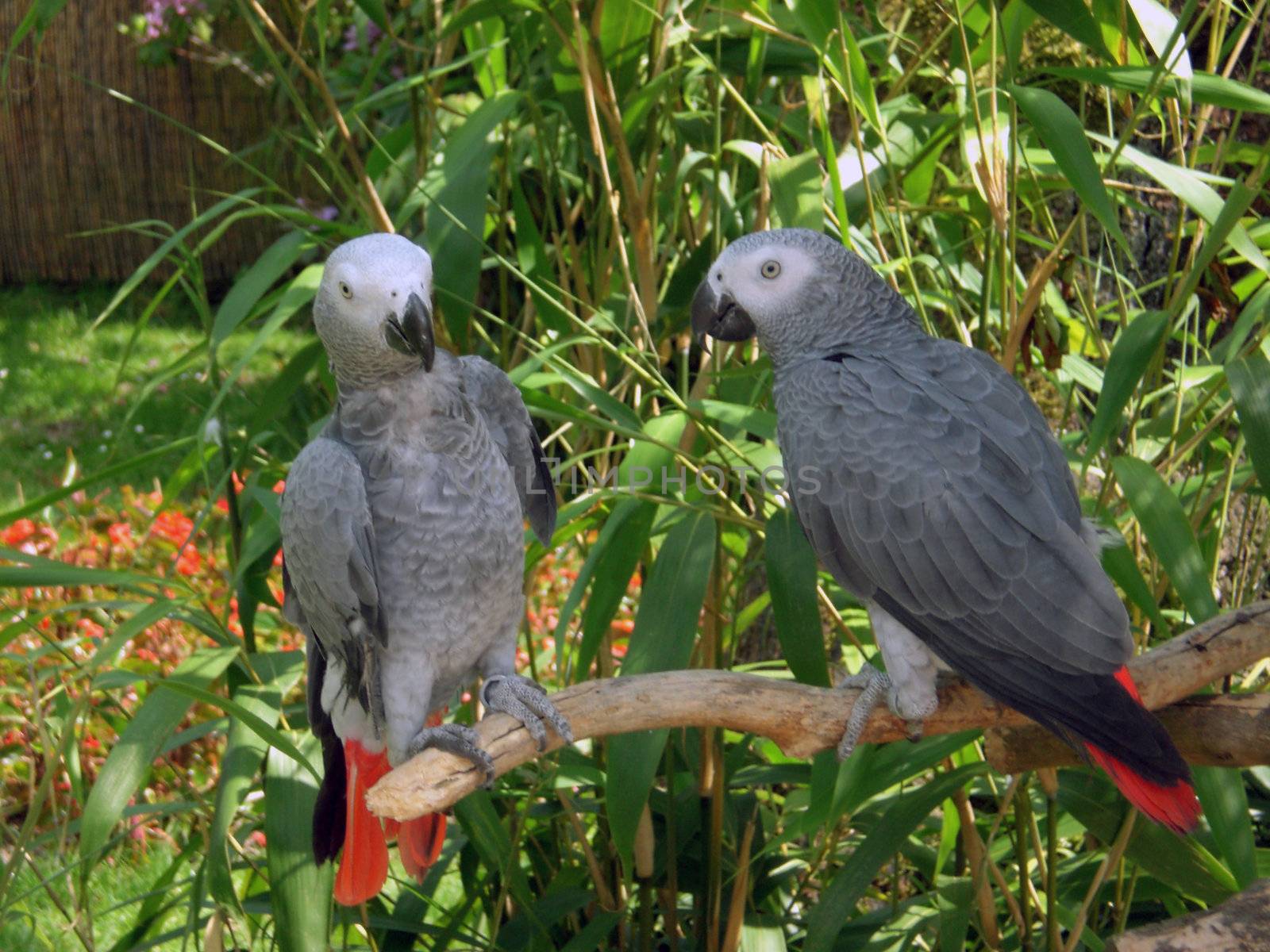 parrot bird in wildlife