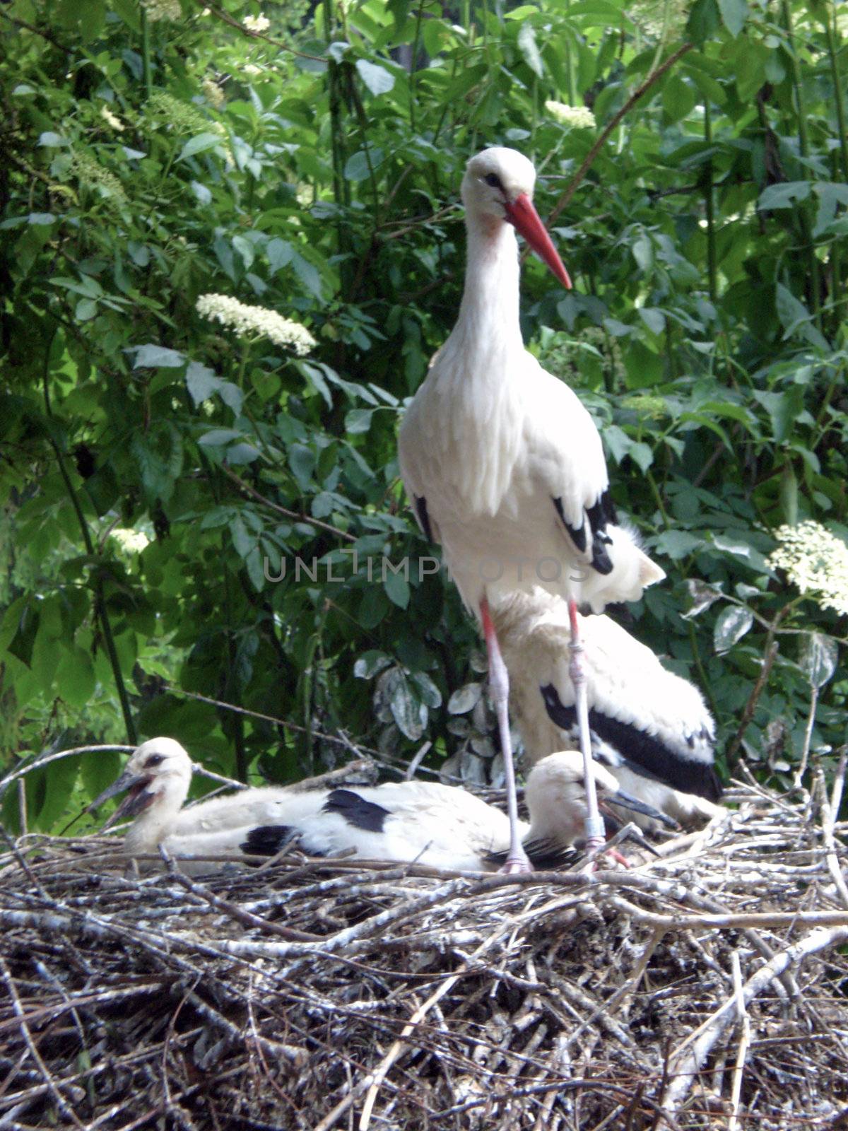 stork by karpinsk