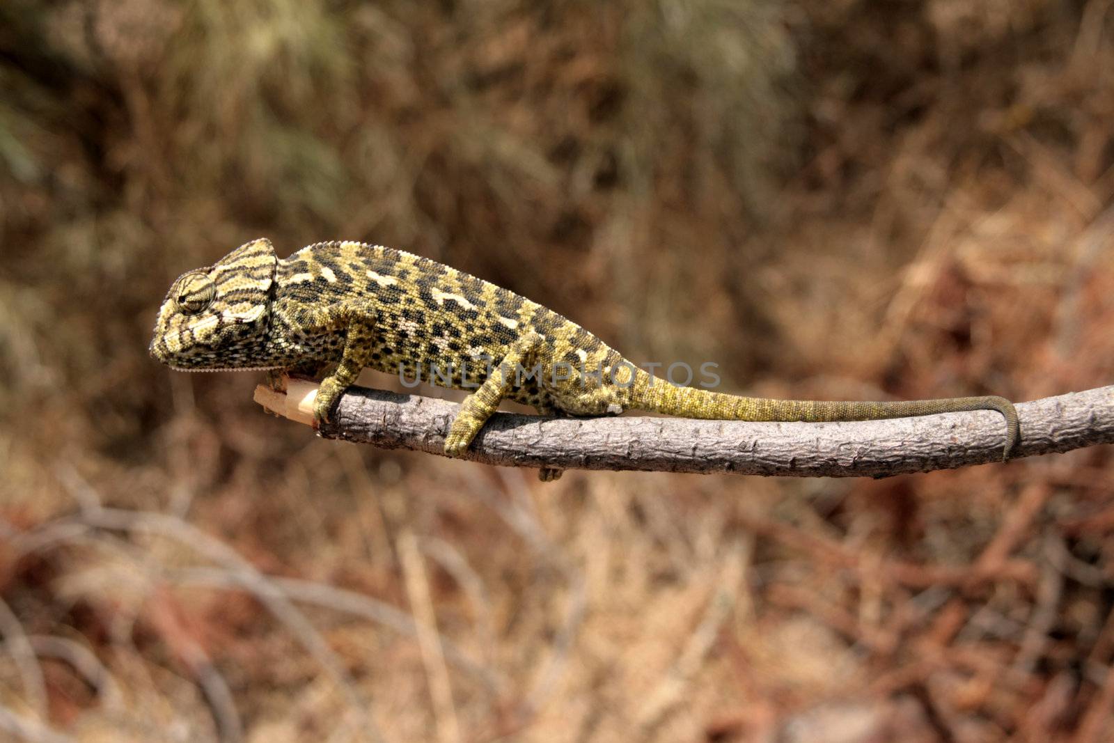 common chameleon in the nature