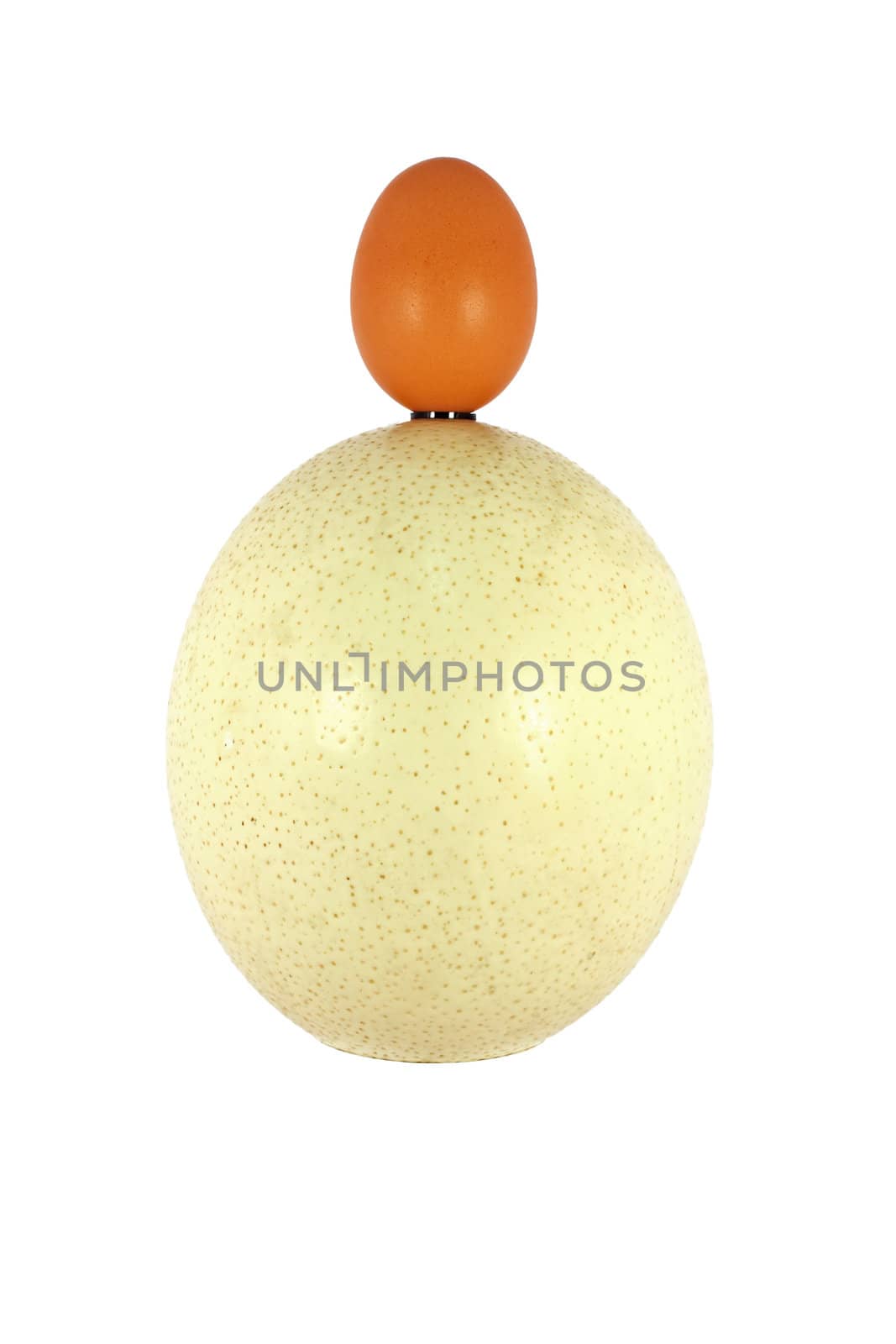 Chicken and ostrich eggs isolated on white