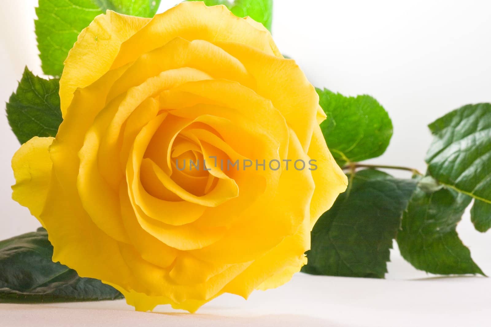 Yellow rose with green leaves on white background