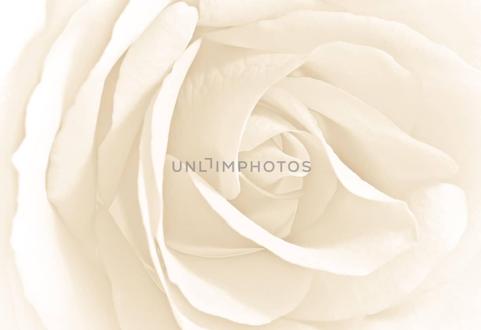 Soft white rose in close view by Colette
