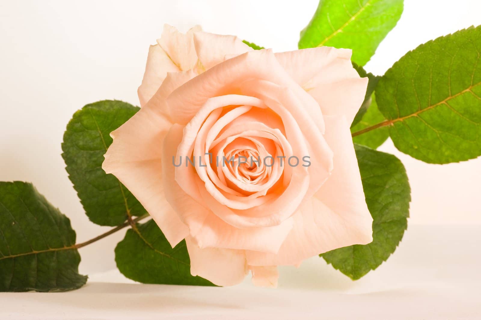 Soft fragrant pink rose with green leaves