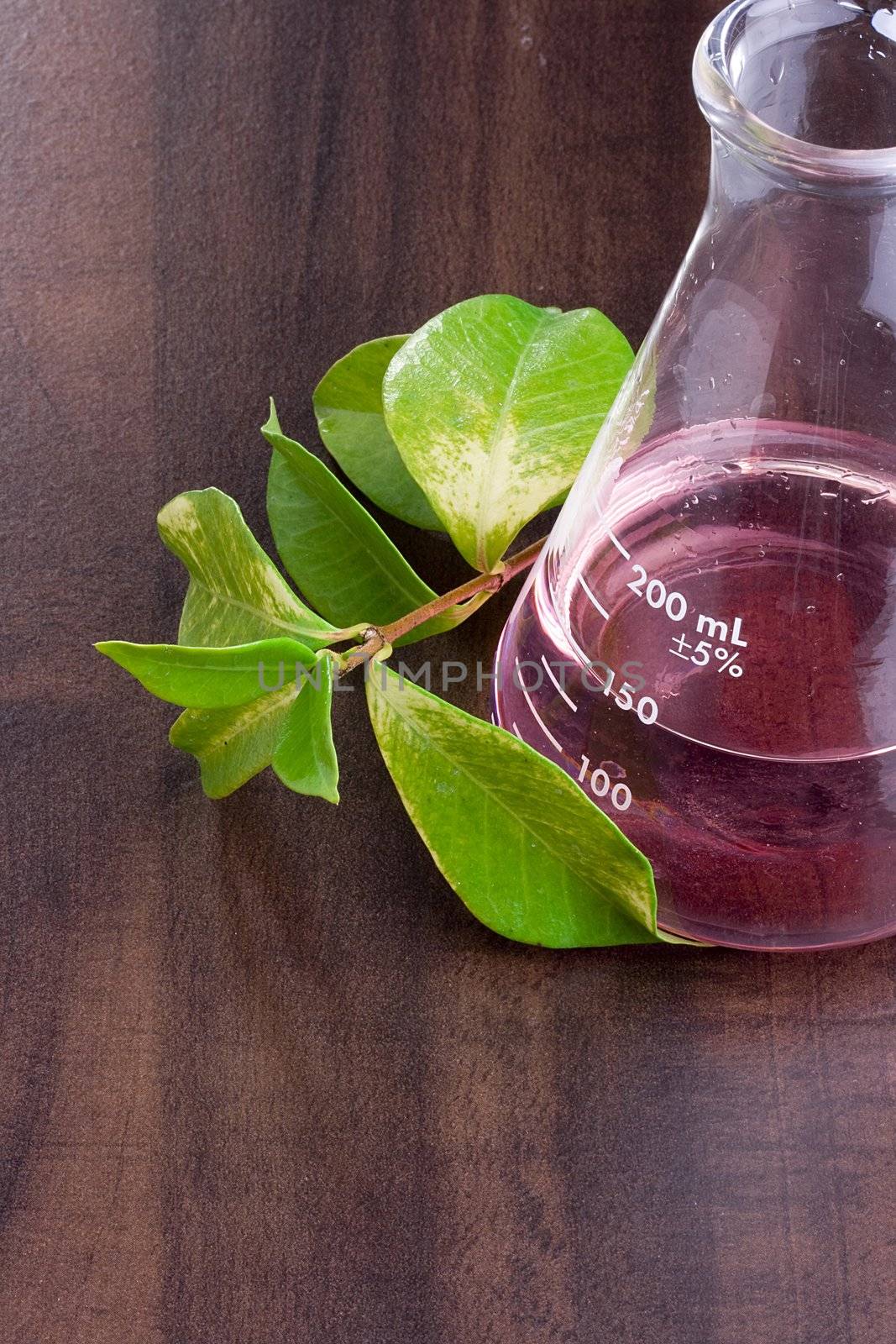 Green leaves next to an erlenmeyer flask with a red liquid in it.