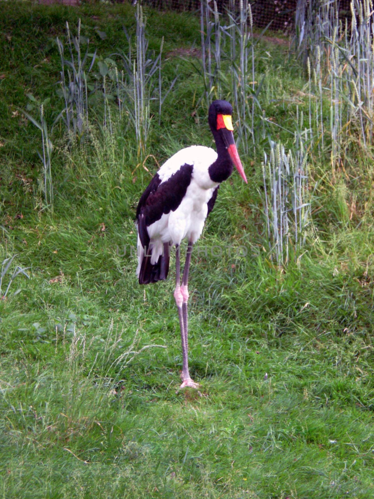 marabou in wildnis