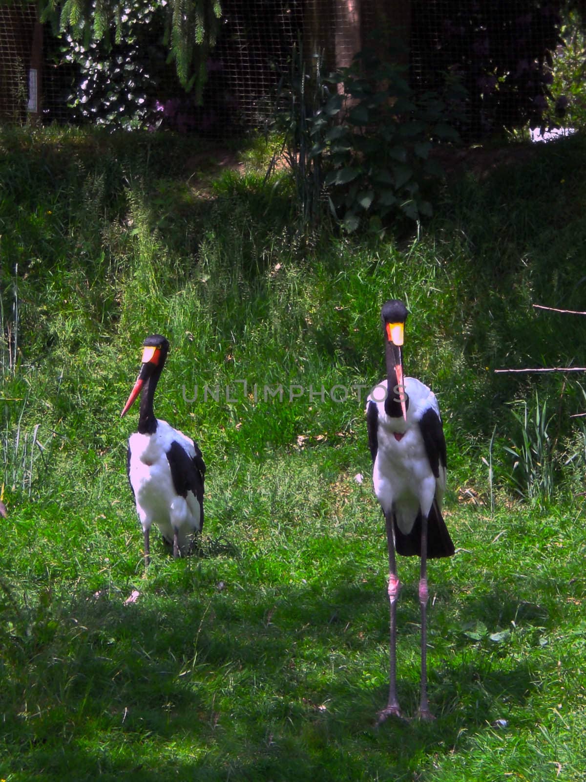 marabou in wildnis