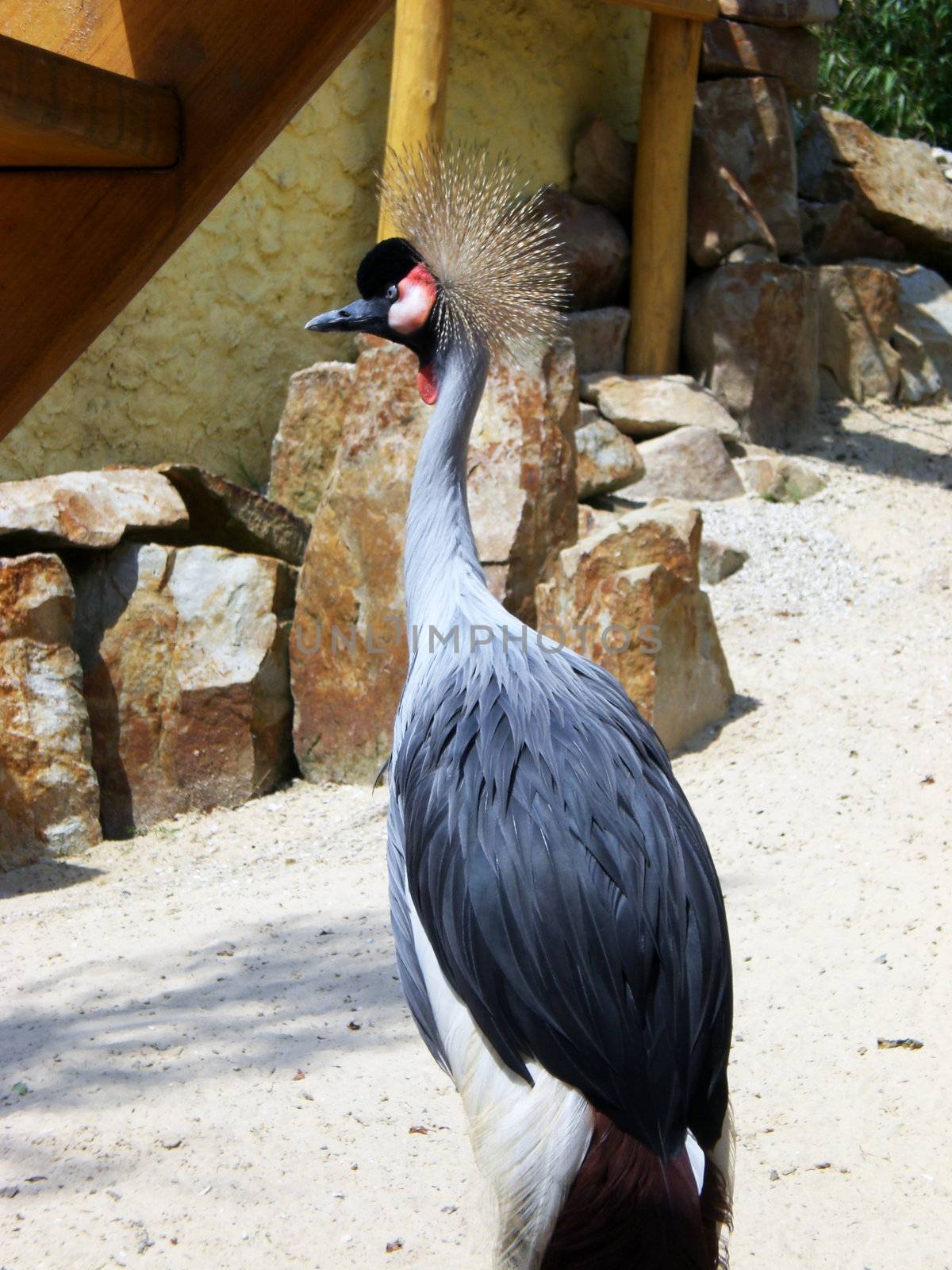 wild crane in natur