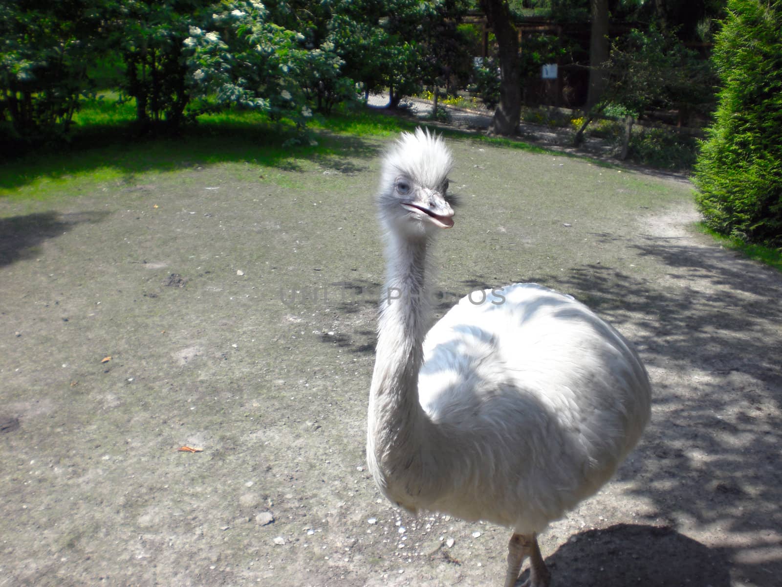  ostrich in wildnis