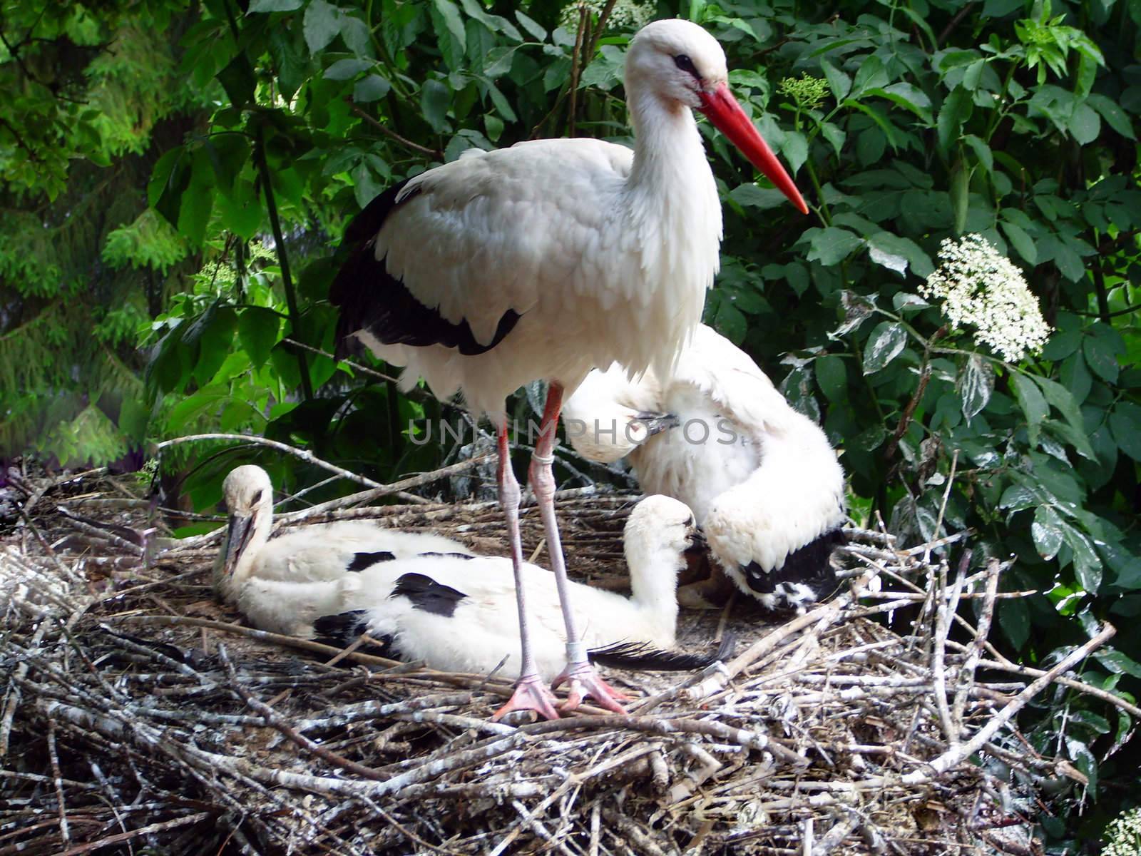 stork in the wildnis natur