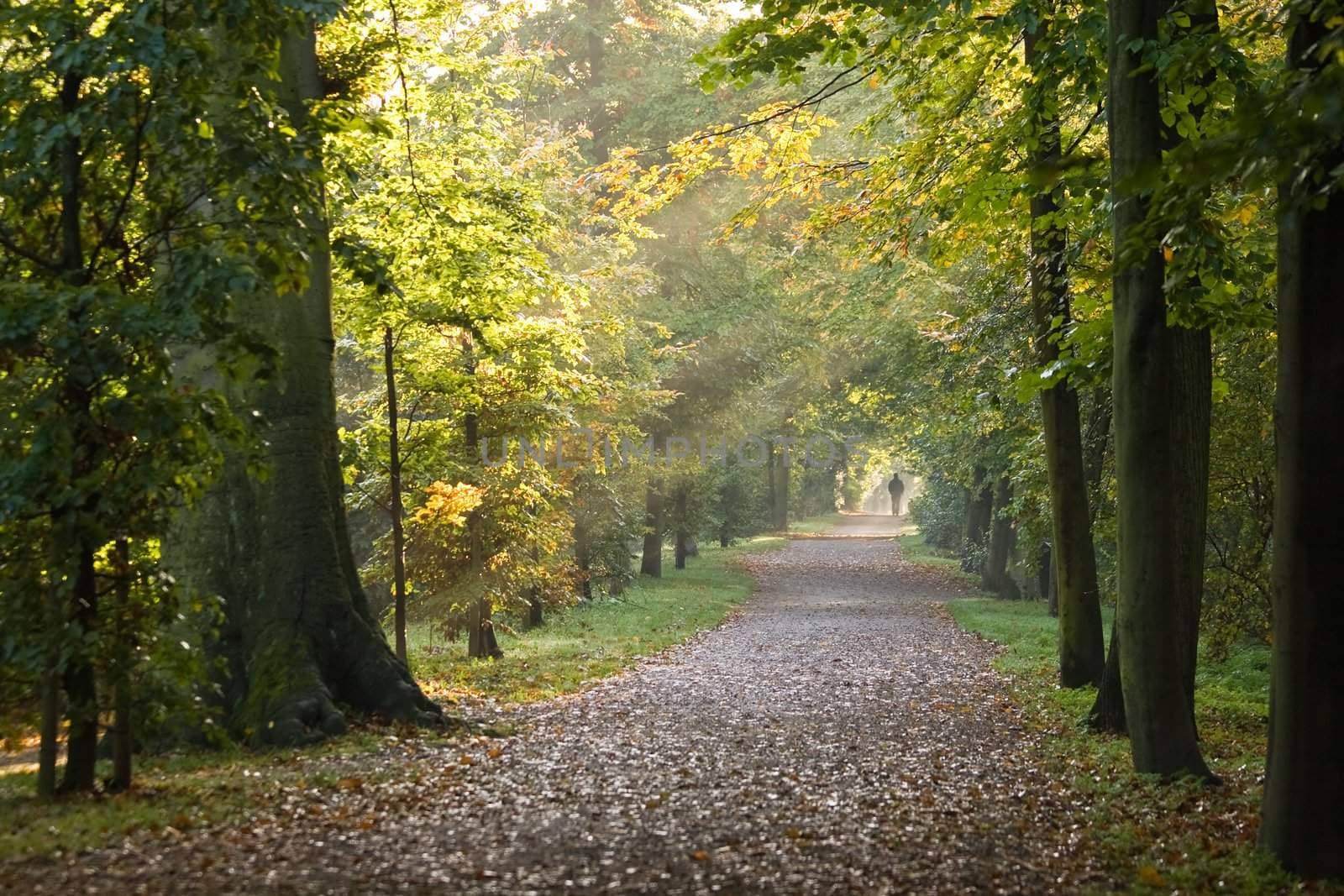 Path in the park by Colette