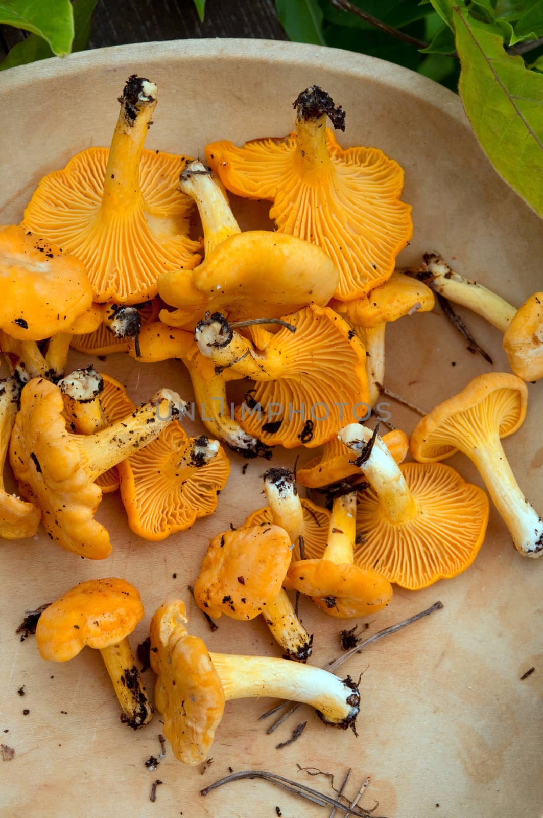 Fresh mushrooms by GryT