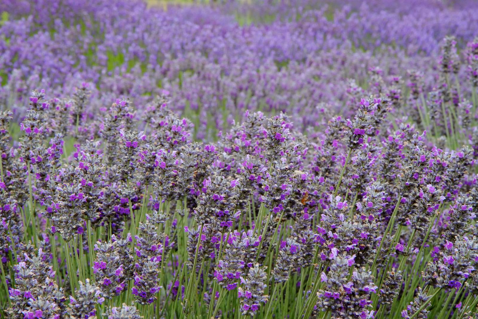 Lavender Field Horizontal Far by bobkeenan