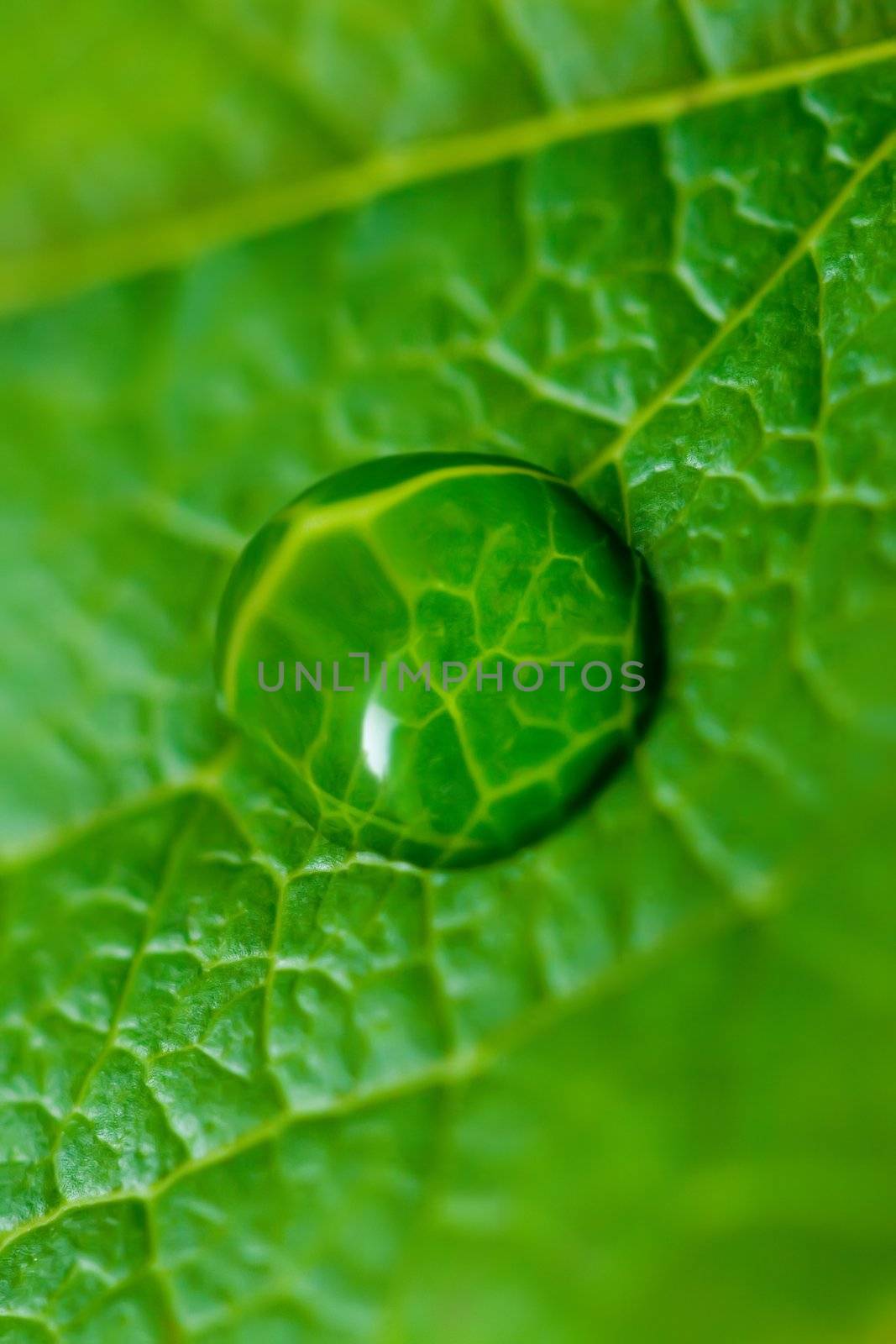 Water drop on the green leaf close-up, macro