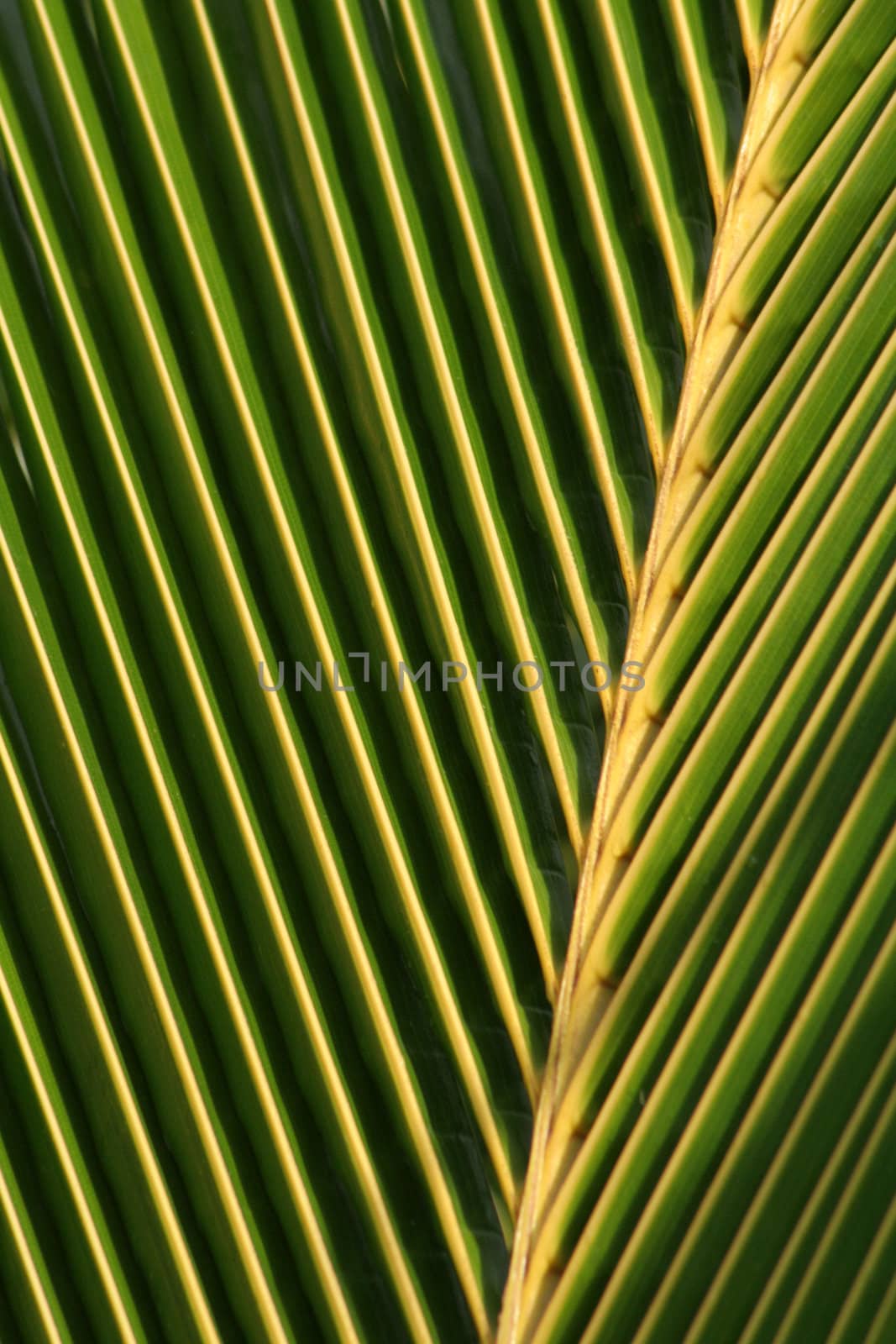 Palm Leaf Macro
 by ca2hill
