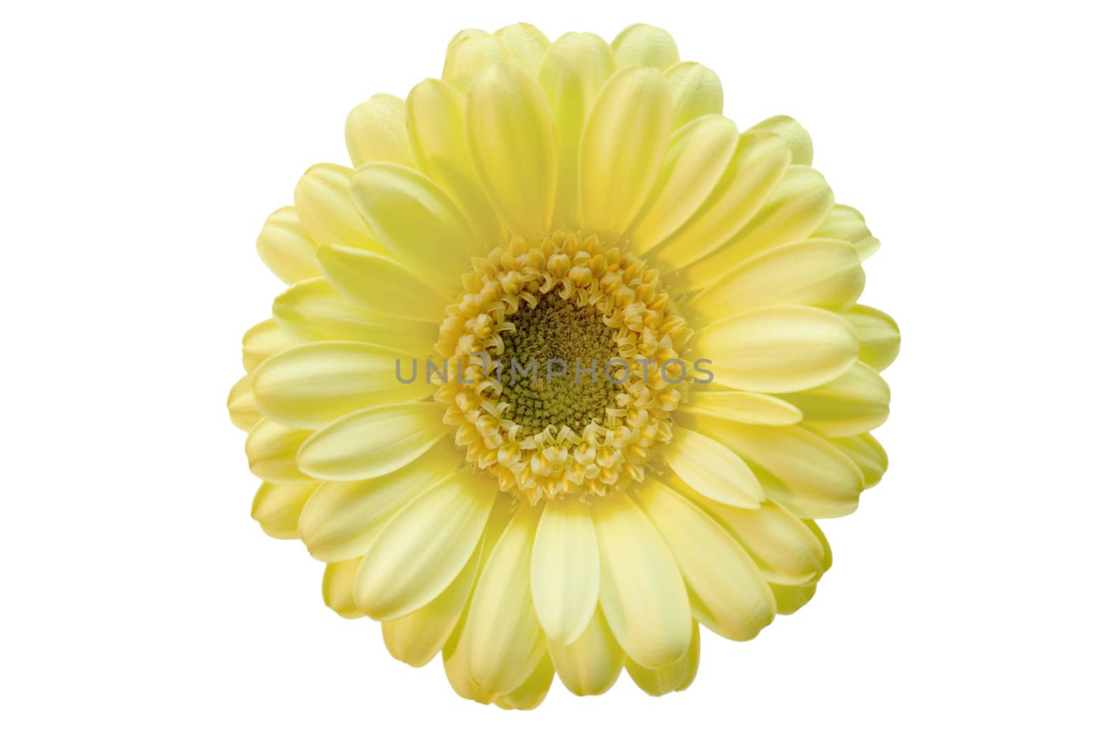 Isolated flower beige gerber on the white background