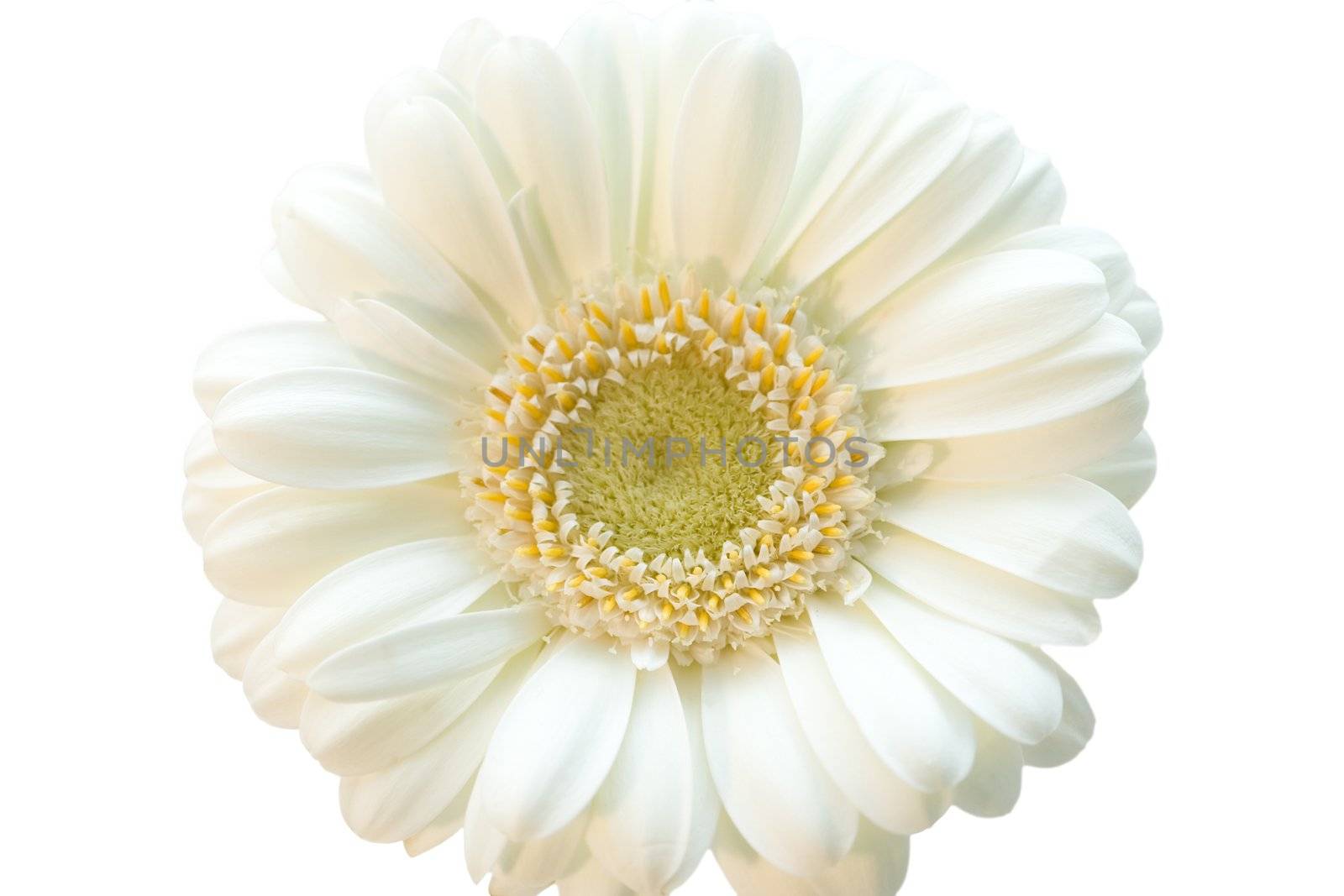 White flower gerber isolated, big and beautiful