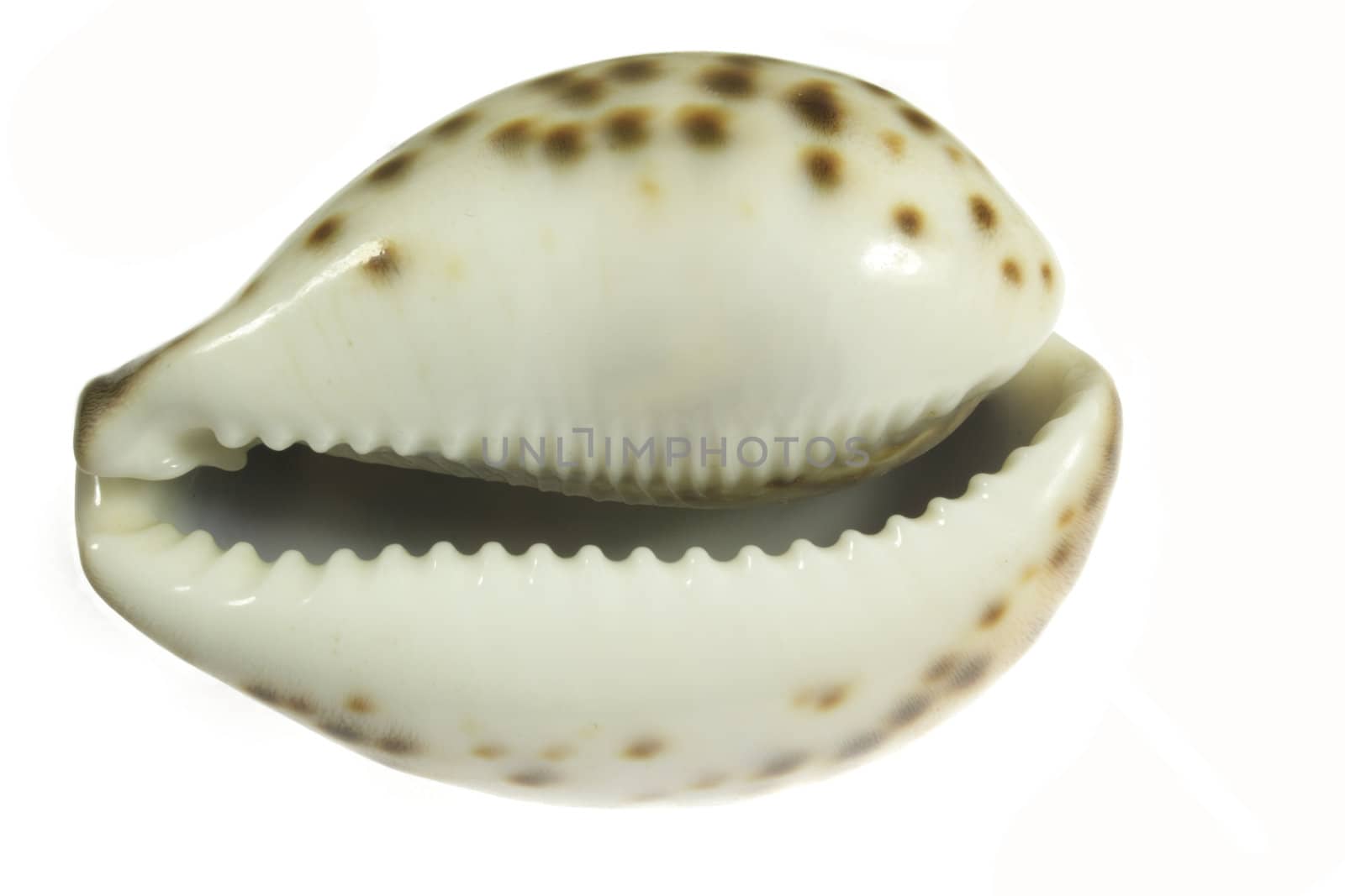 Closeup of seashell isolated on white