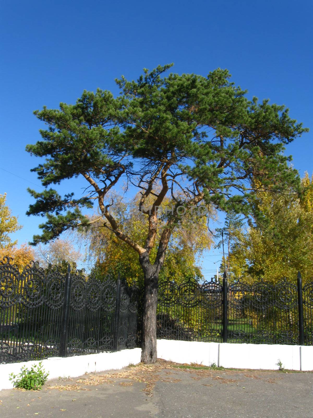 the pine-tree in urban on asphalt and iron lattice