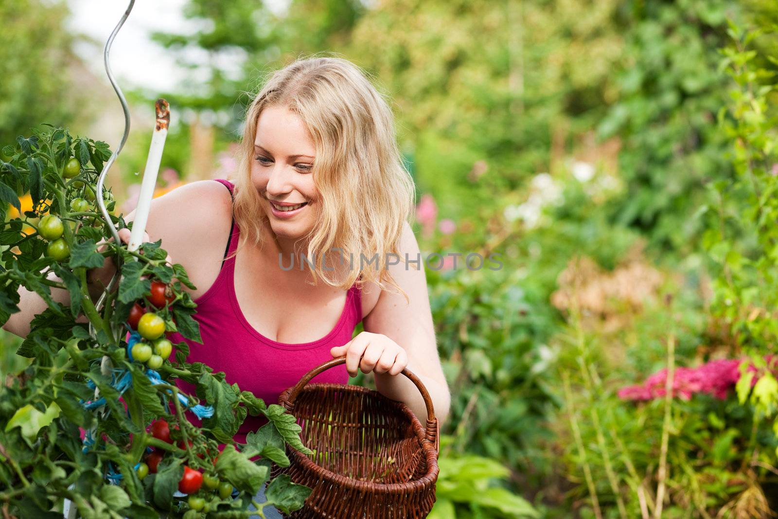 Gardening - Beautiful woman harvesting fresh tomatoes in her garden on a sunny day
