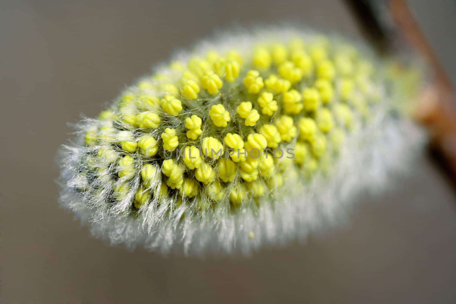 First hairy willow catkin in spring