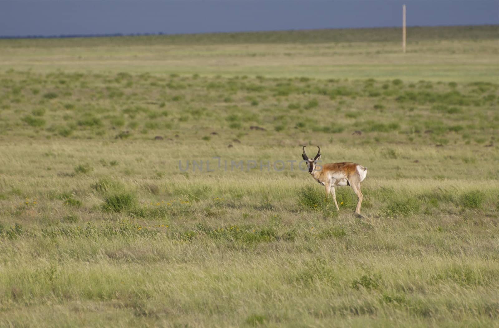 A pronghorn antelope stands out on the prairie in New Mexico.