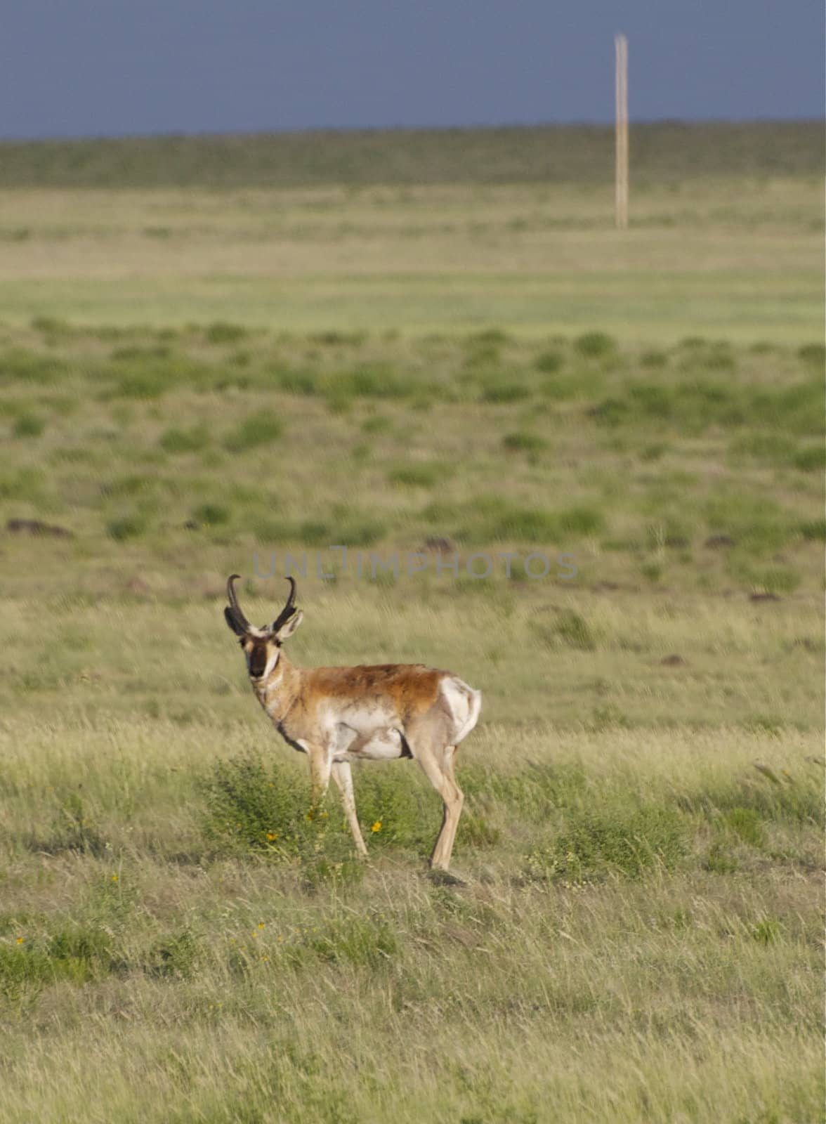 A pronghorn antelope stands on the open prairie in New Mexico.